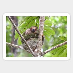 Three-toed Sloth - Costa Rica Sticker